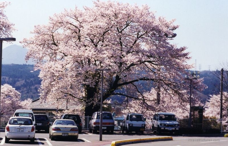 Gunma-ken cherry blossoms tree trees